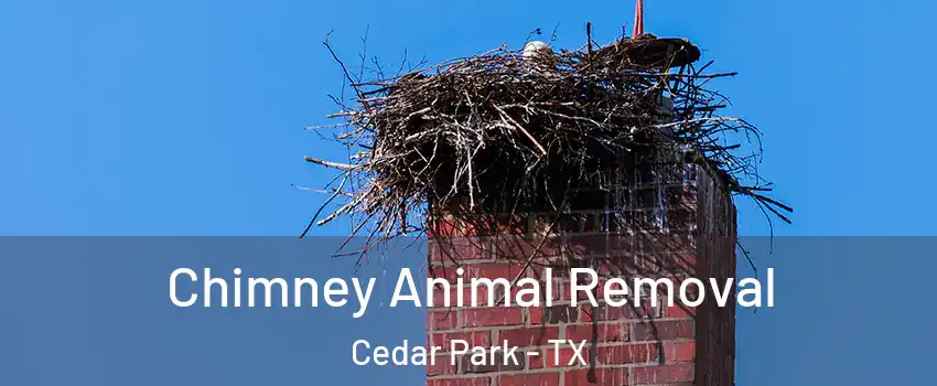 Chimney Animal Removal Cedar Park - TX