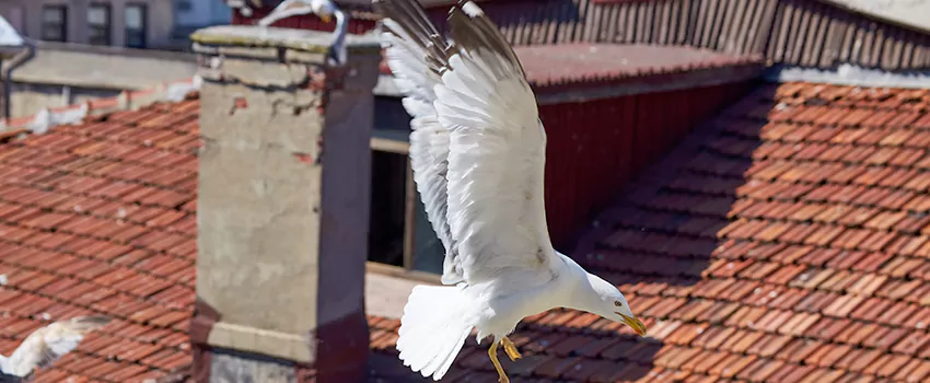 Residential Chimney Animal Removal Solution in Cedar Park, TX